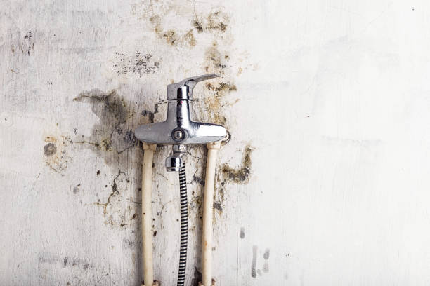 Best Mold Removal Near Me  in Essex Junction, VT