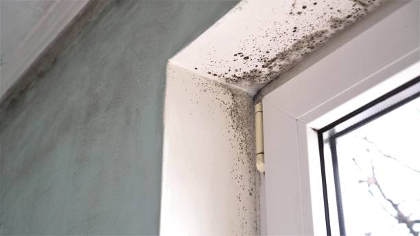 Best Mold Damage Repair  in Essex Junction, VT