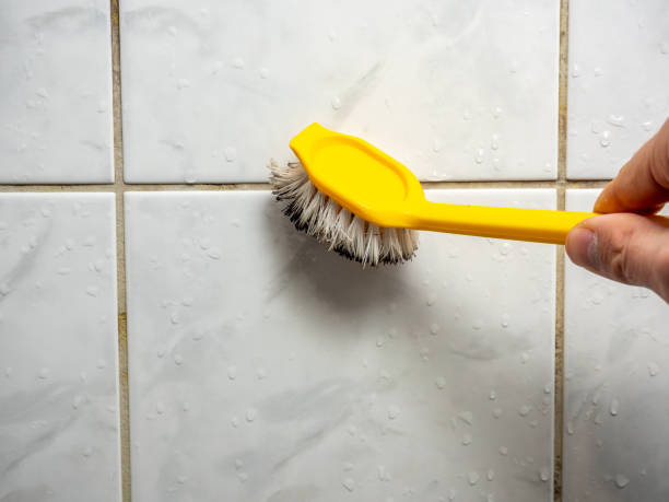 Best Home Mold Removal  in Essex Junction, VT