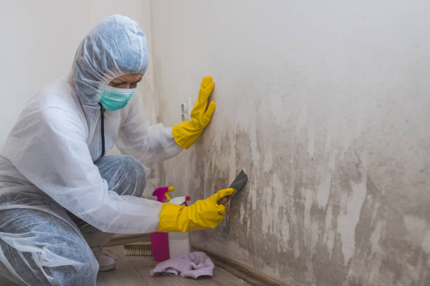 Best Professional Mold Removal  in Essex Junction, VT
