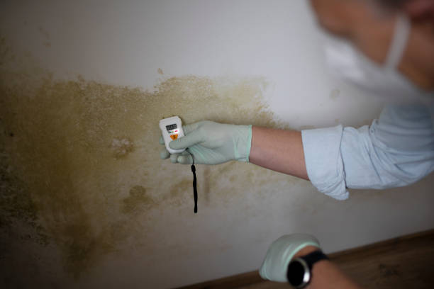 Best Office Mold Removal Services  in Essex Junction, VT