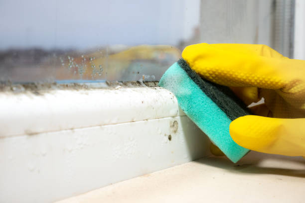 Best Crawl Space Mold Removal  in Essex Junction, VT