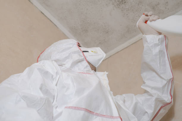 Mold Testing and Removal in Essex Junction, VT