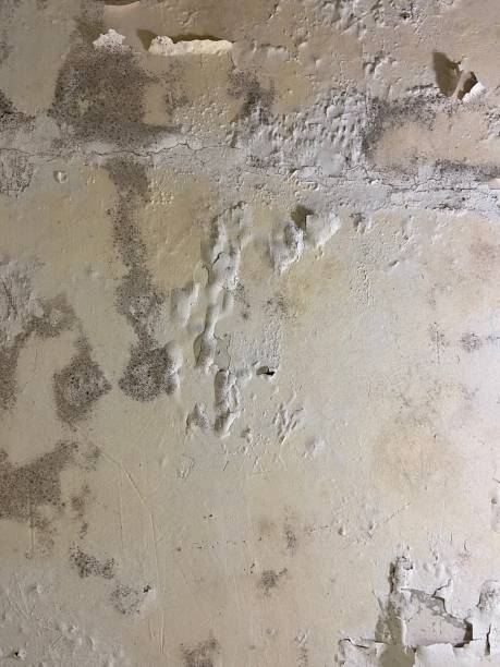 Crawl Space Mold Removal in Essex Junction, VT