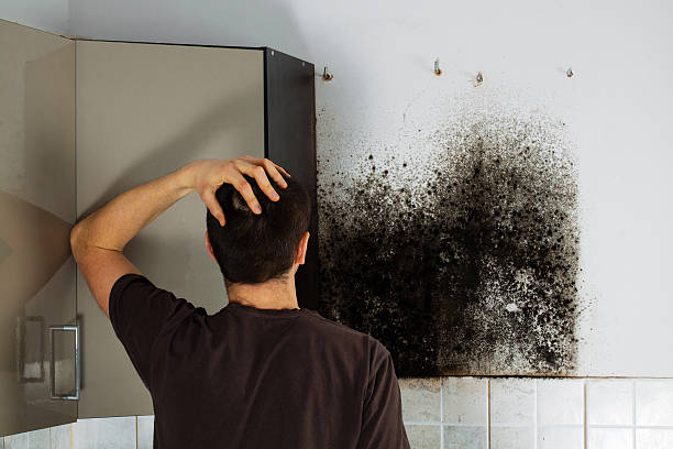 Best Local Mold Removal Service  in Essex Junction, VT