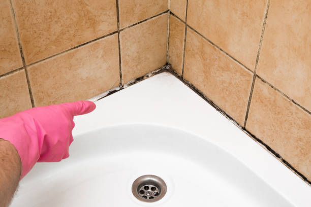 Best Commercial Mold Removal  in Essex Junction, VT