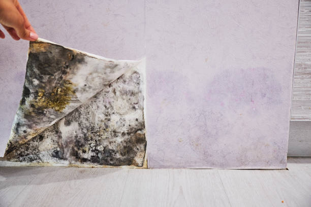 Best Attic Mold Removal  in Essex Junction, VT